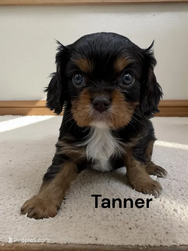 Tanner (chocolate and Tan)