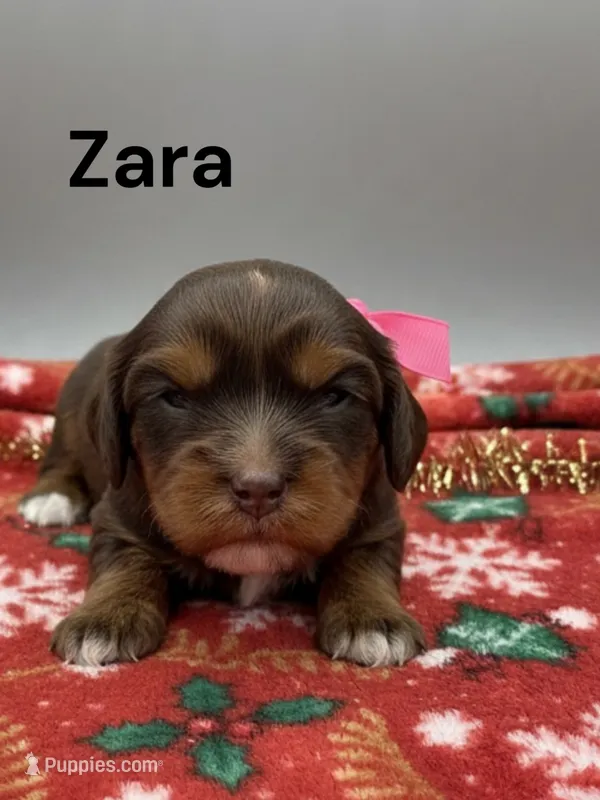 Zara (Chocolate and Tan) – Cavalier King Charles Spaniel puppy for sale in DeMotte, IN