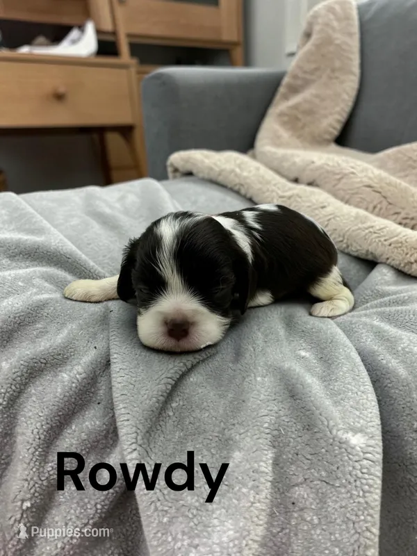 Rowdy (chocolate and white) – Cavalier King Charles Spaniel puppy for sale in DeMotte, IN