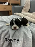 Rowdy (chocolate and white), a male Cavalier King Charles Spaniel for sale in DeMotte, IN – 1 of 1