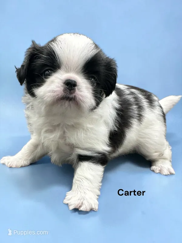 Carter – Japanese Chin puppy for sale in DeMotte, IN