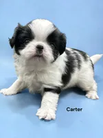 Carter, a male Japanese Chin for sale in DeMotte, IN – 1 of 1
