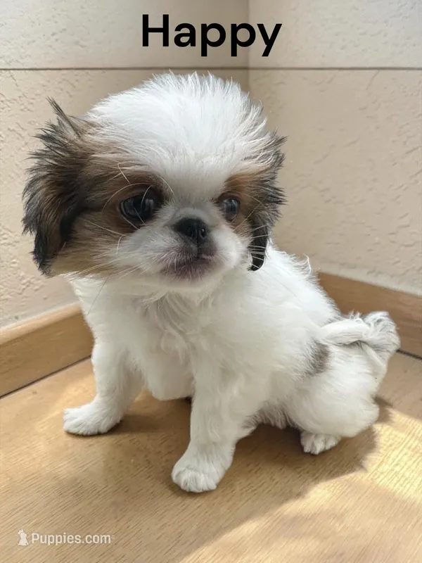 Happy – Japanese Chin puppy for sale in DeMotte, IN