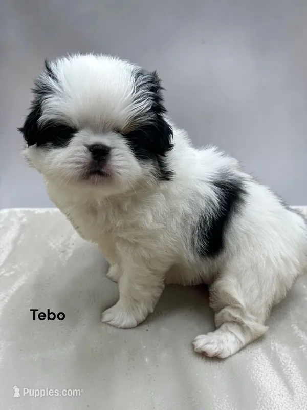 Tebo – Japanese Chin puppy for sale in DeMotte, IN
