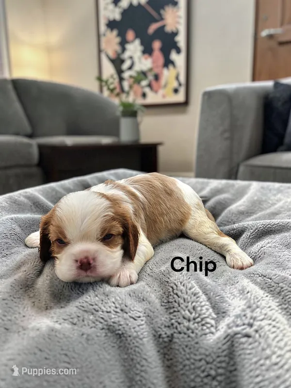 Chip (Chocolate Blenheim) – Cavalier King Charles Spaniel puppy for sale in DeMotte, IN