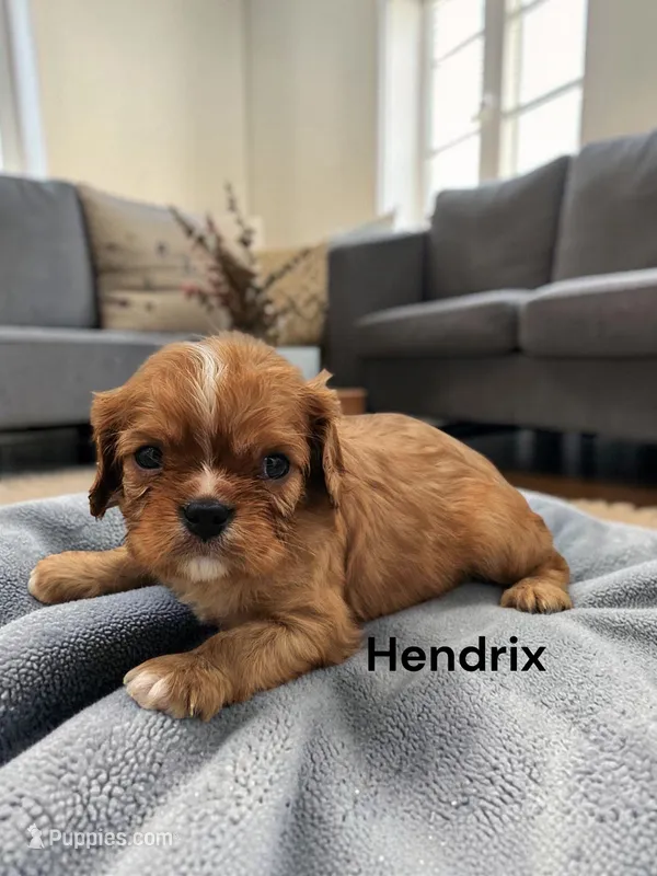 Hendrix – Cavalier King Charles Spaniel puppy for sale in DeMotte, IN