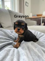 Grayson, a male Cavalier King Charles Spaniel for sale in DeMotte, IN – Photo 3 of 3