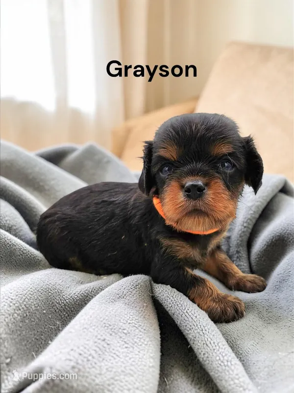 Grayson, a male Cavalier King Charles Spaniel for sale in DeMotte, IN – Photo 1 of 1