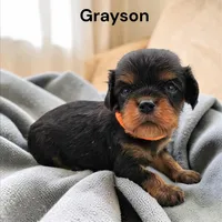 Grayson, a male Cavalier King Charles Spaniel for sale in DeMotte, IN – Photo 2 of 3