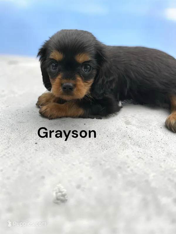 Grayson – Cavalier King Charles Spaniel puppy for sale in DeMotte, IN