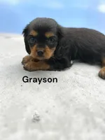 Grayson, a male Cavalier King Charles Spaniel for sale in DeMotte, IN – Photo 1 of 3