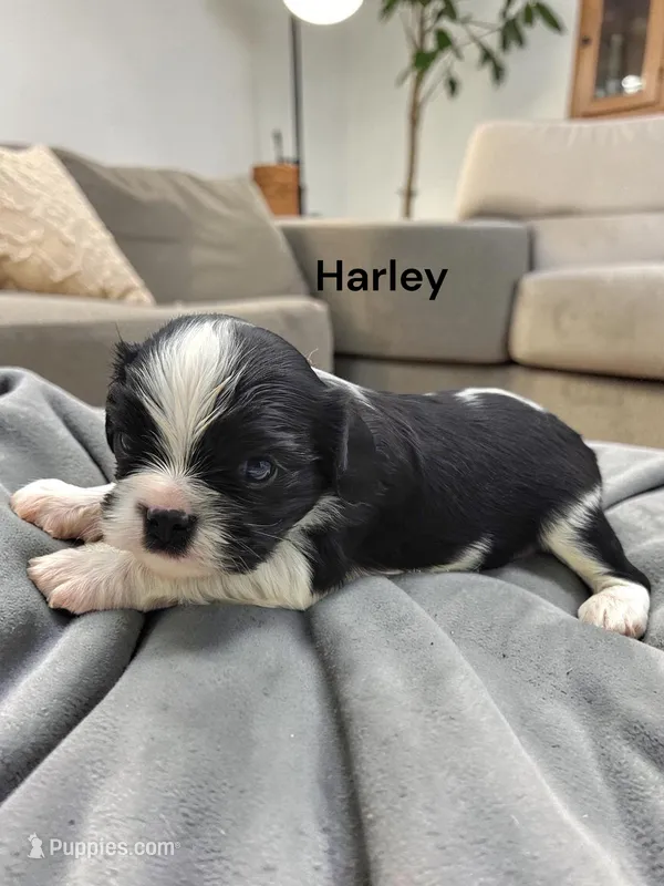 Harley (Black And White) – Cavalier King Charles Spaniel puppy for sale in DeMotte, IN