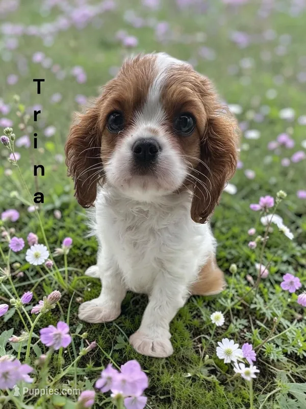 Trina – Cavalier King Charles Spaniel puppy for sale in DeMotte, IN