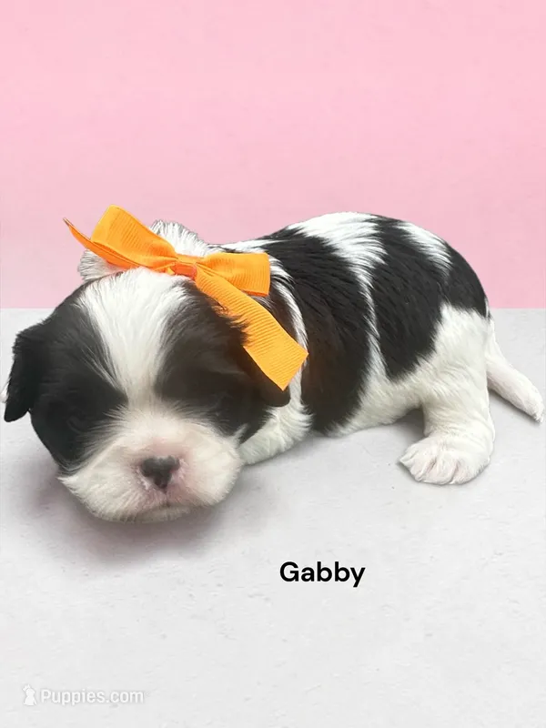 Gabby (black and White) – Cavalier King Charles Spaniel puppy for sale in DeMotte, IN