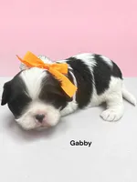 Gabby (black and White), a female Cavalier King Charles Spaniel for sale in DeMotte, IN – 1 of 1