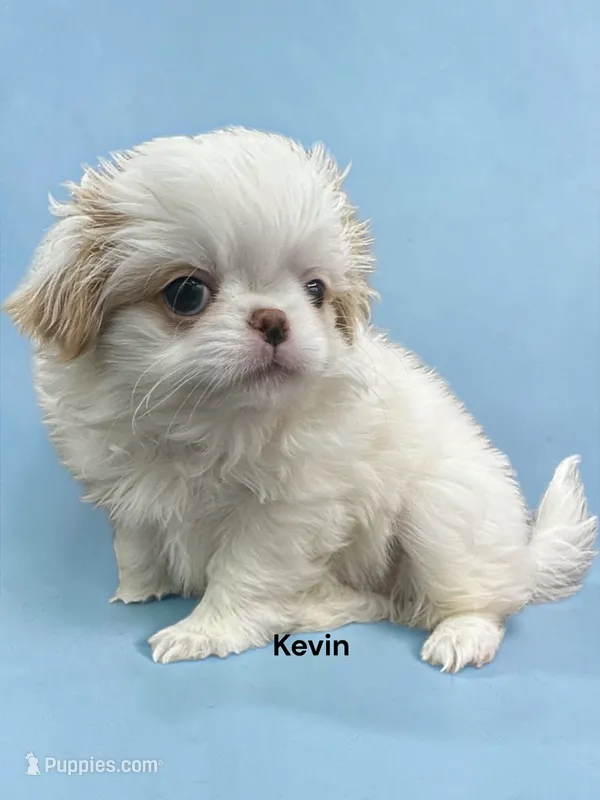 Kevin – Japanese Chin puppy for sale in DeMotte, IN