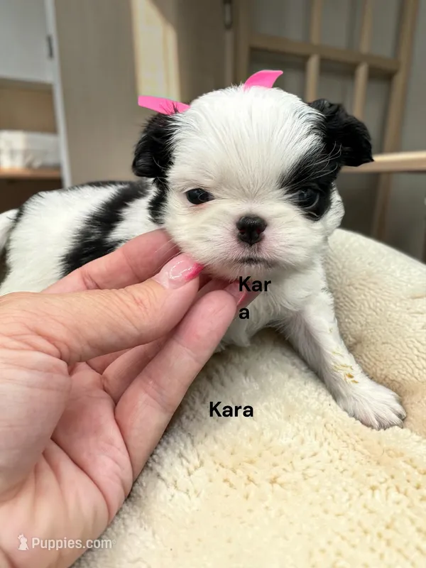 Kara – Japanese Chin puppy for sale in DeMotte, IN