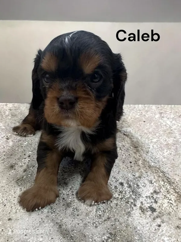 Caleb (chocolate and tan) – Cavalier King Charles Spaniel puppy for sale in DeMotte, IN