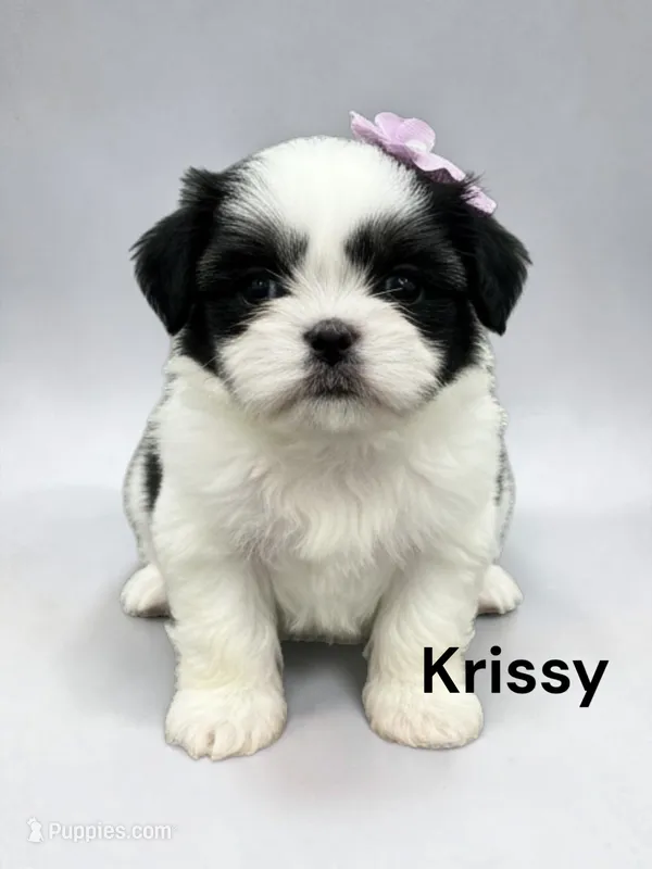Krissy – Japanese Chin puppy for sale in DeMotte, IN