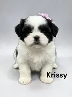 Krissy, a female Japanese Chin for sale in DeMotte, IN – 1 of 1