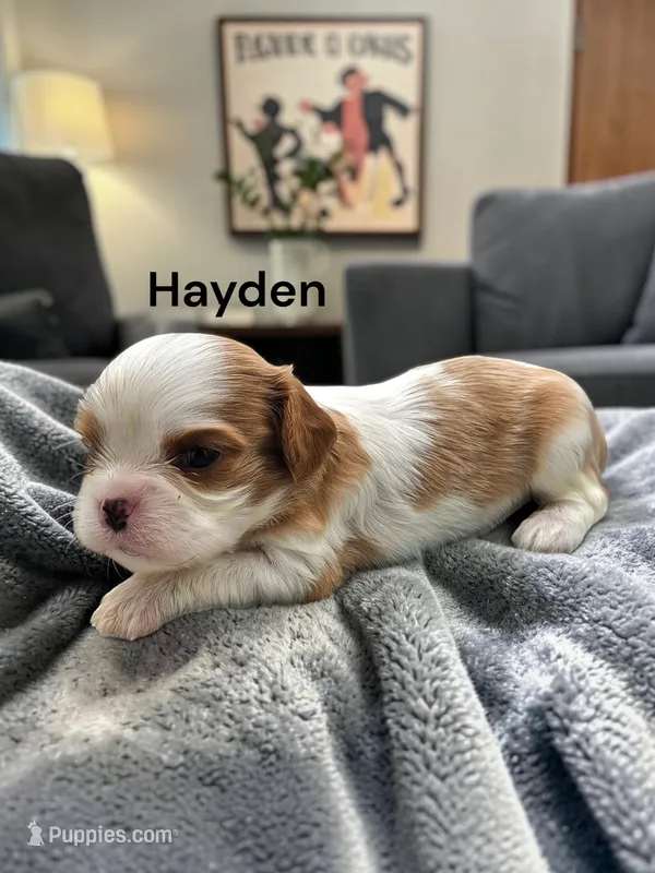 Hayden – Cavalier King Charles Spaniel puppy for sale in DeMotte, IN