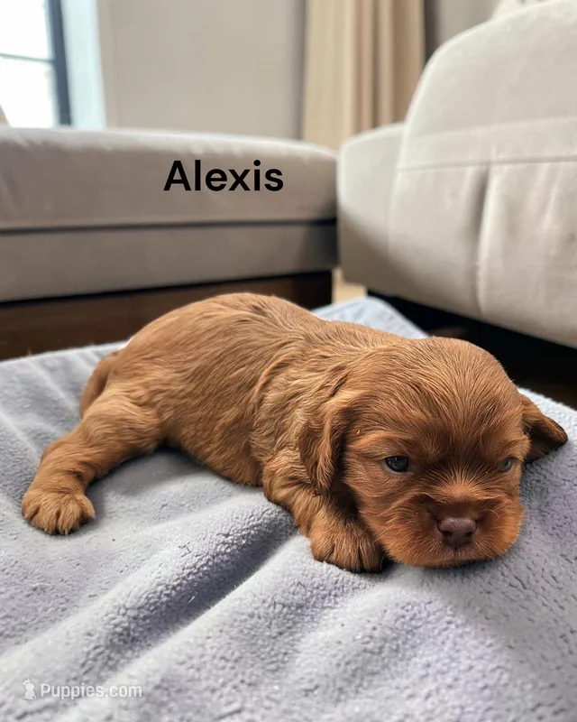 Alexis (chocolate ruby) – Cavalier King Charles Spaniel puppy for sale in DeMotte, IN