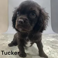 Tucker (solid chocolate), a male Cavalier King Charles Spaniel for sale in DeMotte, IN – Photo 2 of 2