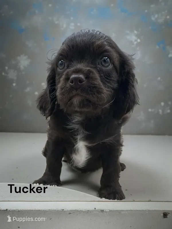 Tucker