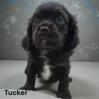 Tucker (solid chocolate), a male Cavalier King Charles Spaniel for sale in DeMotte, IN – Photo 1 of 2