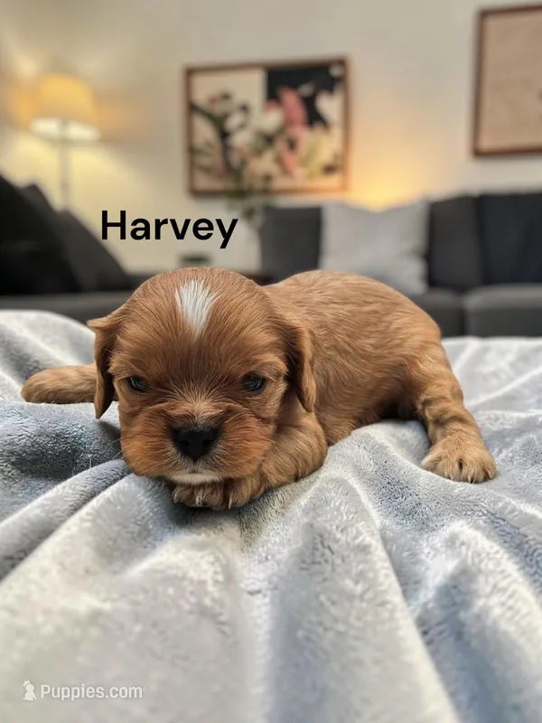 Harvey – Cavalier King Charles Spaniel puppy for sale in DeMotte, IN