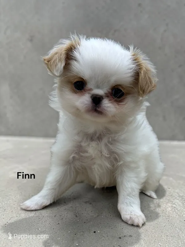Finn – Japanese Chin puppy for sale in DeMotte, IN