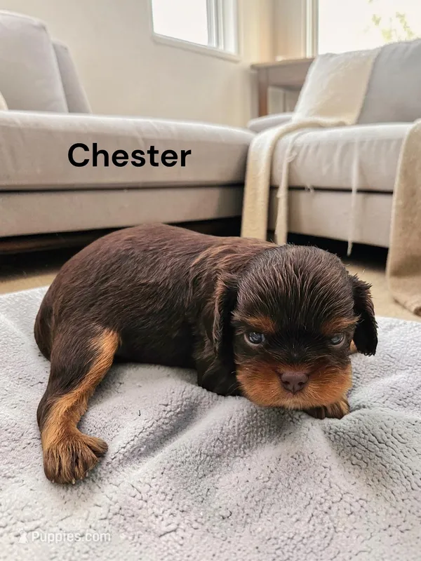Chester (Chocolate and Tan) – Cavalier King Charles Spaniel puppy for sale in DeMotte, IN