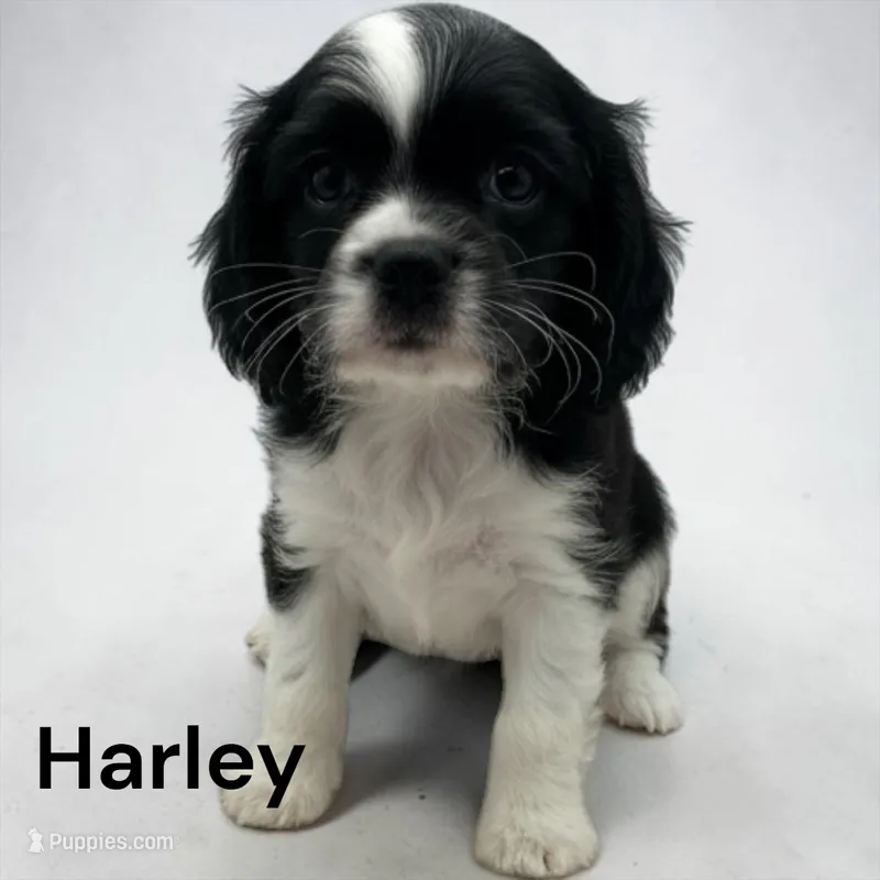 Harley (Black And White) – Cavalier King Charles Spaniel puppy for sale in DeMotte, IN