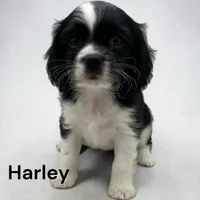 Harley (Black And White), a male Cavalier King Charles Spaniel for sale in DeMotte, IN – 1 of 6