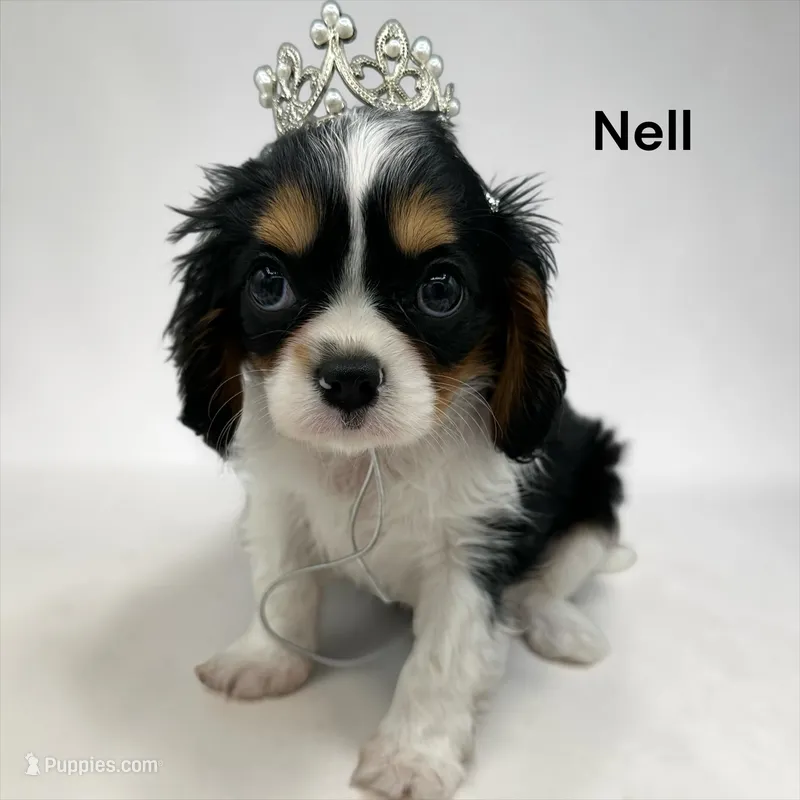 Nell – Cavalier King Charles Spaniel puppy for sale in DeMotte, IN