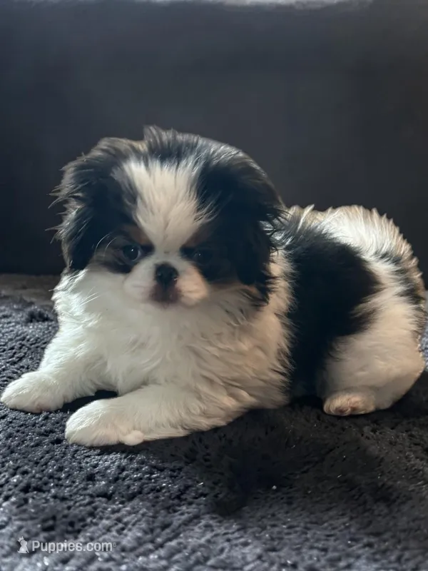 Quiggly – Japanese Chin puppy for sale in DeMotte, IN