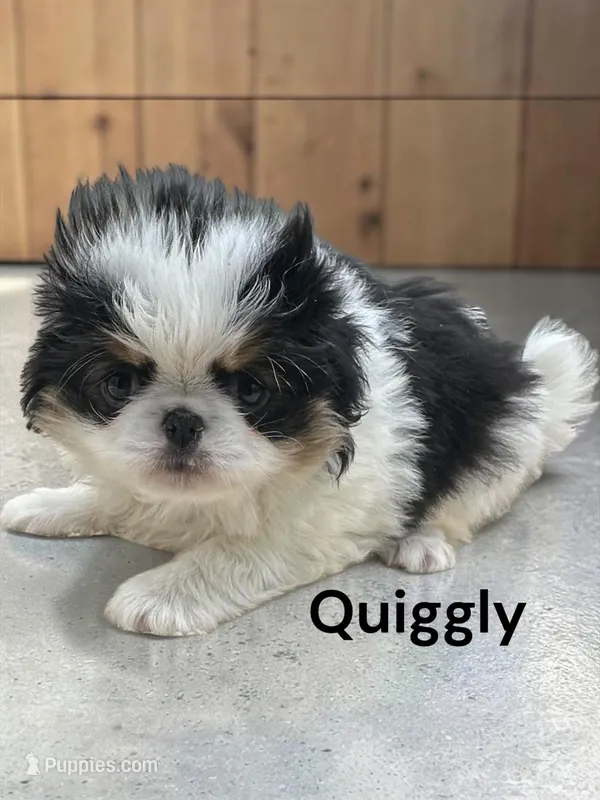 Quiggly – Japanese Chin puppy for sale in DeMotte, IN