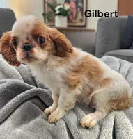 Gilbert, a male English Toy Spaniel for sale in DeMotte, IN – 1 of 2