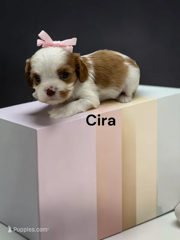 Cira (Chocolate Blenheim) – Cavalier King Charles Spaniel puppy for sale in DeMotte, IN