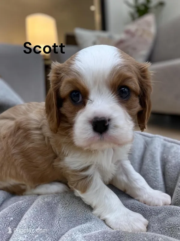 Scott – Cavalier King Charles Spaniel puppy for sale in DeMotte, IN