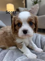 Scott, a male Cavalier King Charles Spaniel for sale in DeMotte, IN – 1 of 1