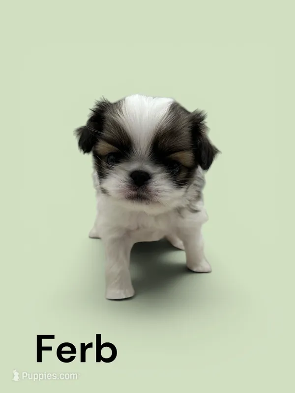 Ferb – Japanese Chin puppy for sale in DeMotte, IN