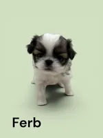 Ferb, a male Japanese Chin for sale in DeMotte, IN – 1 of 1
