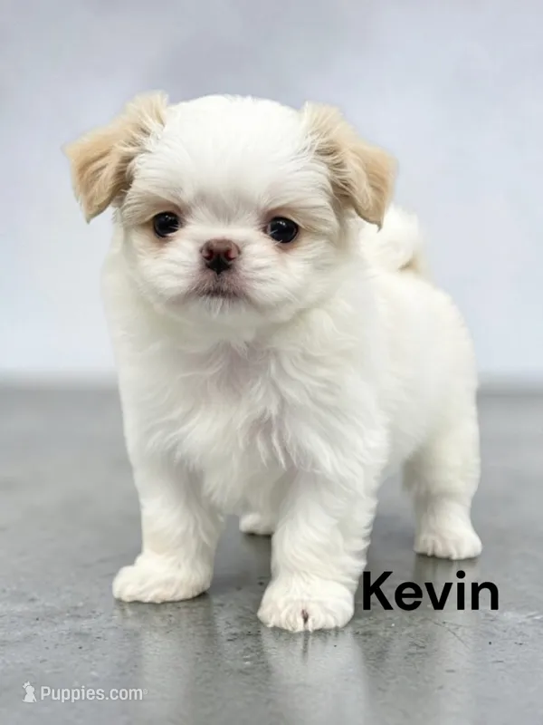 Kevin – Japanese Chin puppy for sale in DeMotte, IN