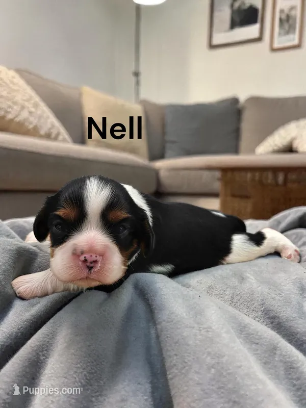 Nell, a female Cavalier King Charles Spaniel for sale in DeMotte, IN – Photo 1 of 1