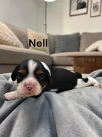 Photo of Nell