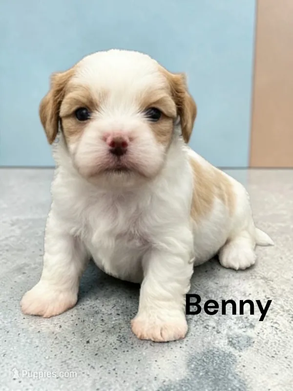 Benny – Cavalier King Charles Spaniel puppy for sale in DeMotte, IN