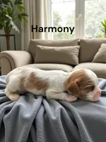 Harmony, a female Cavalier King Charles Spaniel for sale in DeMotte, IN – 1 of 1