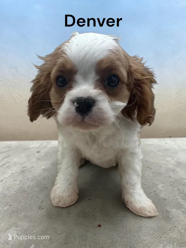 Denver – Cavalier King Charles Spaniel puppy for sale in DeMotte, IN