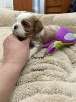 Denver, a male Cavalier King Charles Spaniel for sale in DeMotte, IN – Photo 2 of 2